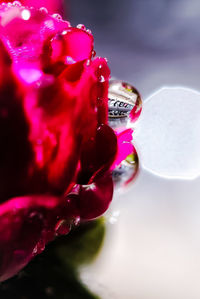 Close-up of pink rose flower