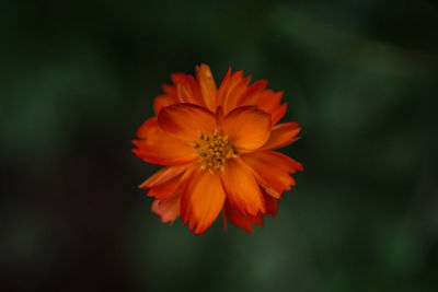 Close-up of orange flower