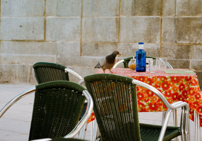 Pigeon perching on table outside restaurant