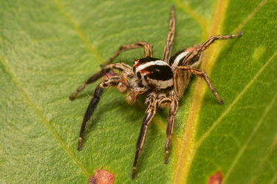 Close-up of spider on leaf