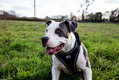 Dog looking away on field