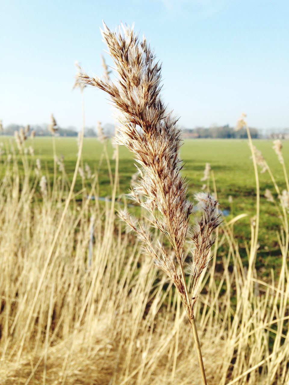 field, growth, agriculture, grass, rural scene, crop, landscape, nature, cereal plant, farm, tranquility, clear sky, plant, tranquil scene, focus on foreground, wheat, beauty in nature, close-up, cultivated land, growing