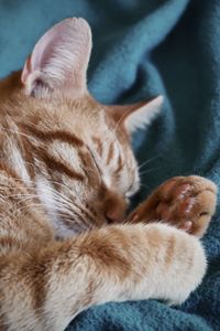 Orange kitten sleeping