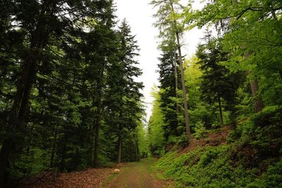 Road amidst trees in forest