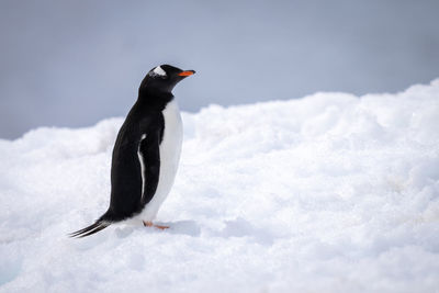 Gentoo penguin stands on snow in profile