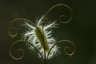 Close-up of plant against colored background