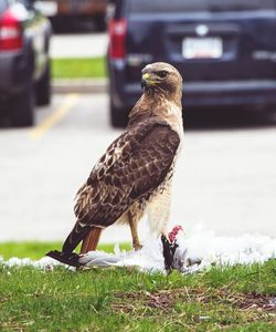 Close-up of eagle on field