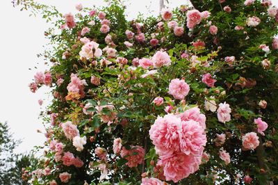 Close-up of pink flowers blooming on tree