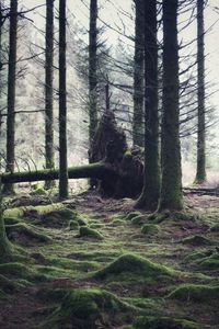 Pine trees in forest