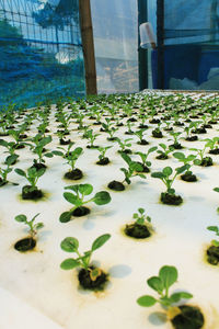 Close-up of flowers in greenhouse