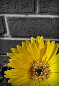 Close-up of yellow flower