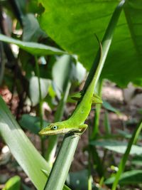 Close-up of lizard on leaf