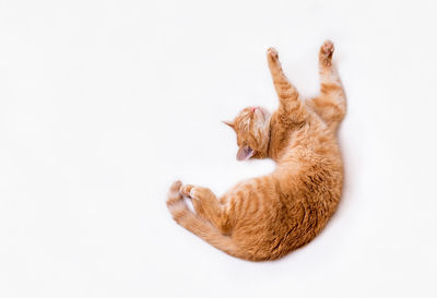 High angle view of cat against white background