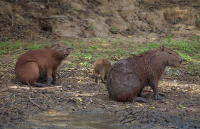 Family of capybara hydrochoerus hydrochaeris with laughing face pampas del yacuma, bolivia.