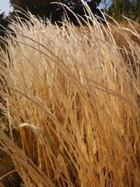 Close-up of stalks in field