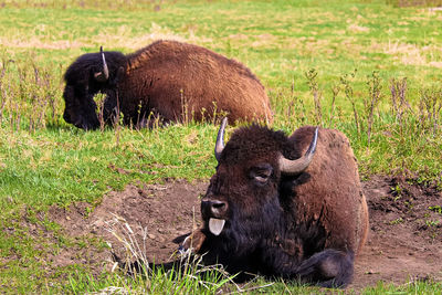A bison with its tongue sticking out.
