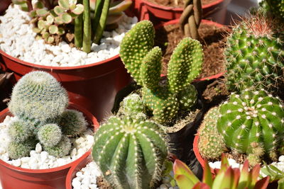 High angle view of succulent plants