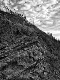 Plants growing on land against sky