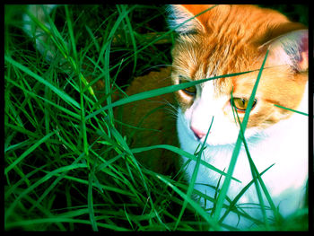 Close-up portrait of cat on grass