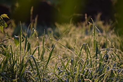 Close-up of grass growing in field