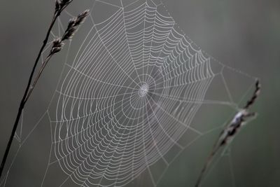 Close-up of spider web