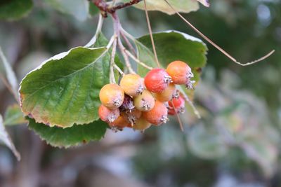 Close-up of berries growing on tree