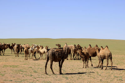 Horses grazing on field against clear sky