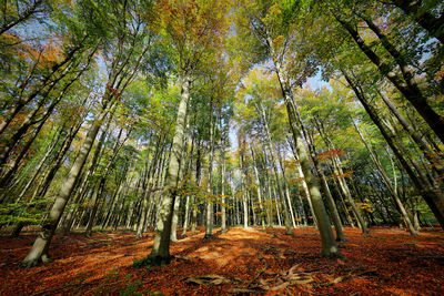 Low angle view of trees in forest during autumn