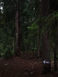 Trees on field in forest
