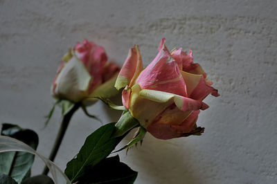 Close-up of rose plant