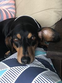 Portrait of dog on floor