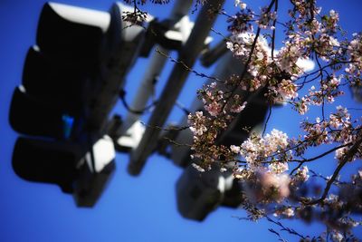 Low angle view of flower tree against sky