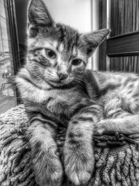 Close-up of cat resting on floor