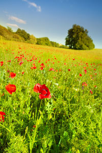 Close-up of red poppies on field against sky