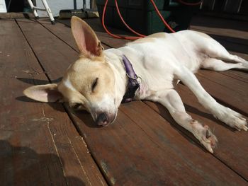 Dog sleeping on wooden floor