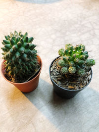 High angle view of potted plants on table