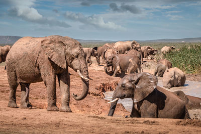 Elephants on landscape