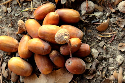 High angle view of pumpkins on field