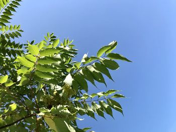 Low angle view of tree against clear blue sky