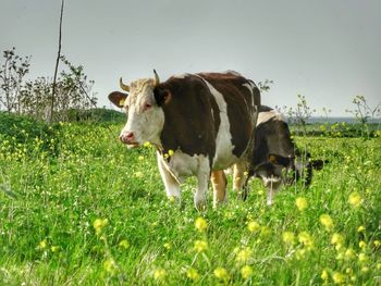 Cows in a field