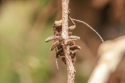 Close-up of wilted plant
