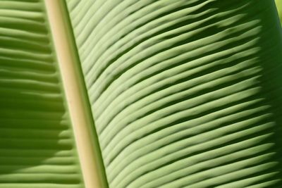 Full frame shot of leaf