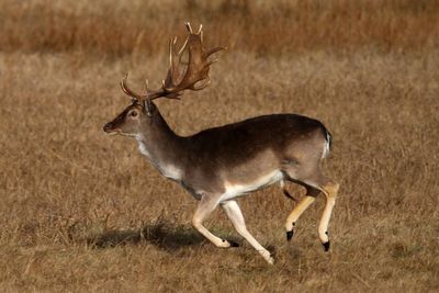 Deer standing on field