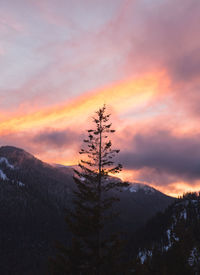 Low angle view of trees against sky during sunset