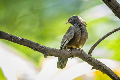 Close-up of bird perching on branch