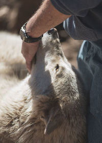 Midsection of man with dog