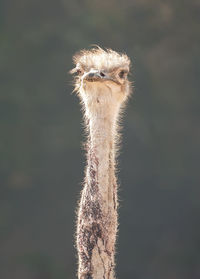 Close-up of a bird