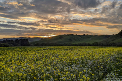 Scenic view of field against sky during sunset