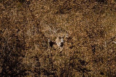 Close-up of sheep