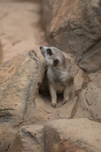 High angle view of rabbit on rock